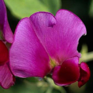 Чина широколиста 'Red Pearl' (Lathyrus latifolius 'Red Pearl')