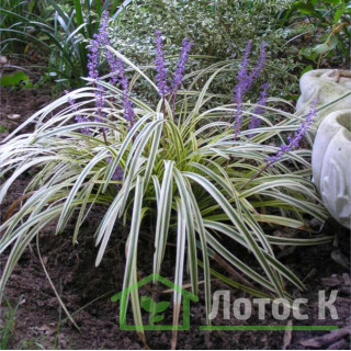 Ліріопе 'Silvery sunproof' (Liriope spicata 'Silvery sunproof')