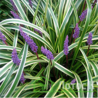 Ліріопе 'Silvery sunproof' (Liriope spicata 'Silvery sunproof')
