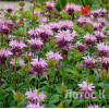 Монарда гибридная 'Beauty of Cobham' (Monarda 'Beauty of Cobham')
