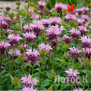 Монарда гибридная 'Beauty of Cobham' (Monarda 'Beauty of Cobham')