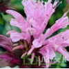 Монарда гибридная 'Beauty of Cobham' (Monarda 'Beauty of Cobham')