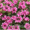 Монарда гибридная 'Cranberry Lace' (Monarda  'Cranberry Lace')