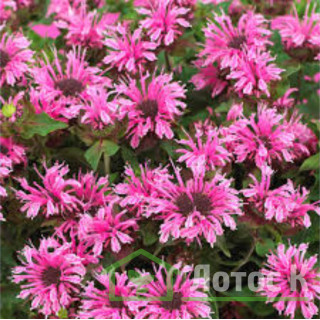 Монарда гибридная 'Cranberry Lace' (Monarda  'Cranberry Lace')
