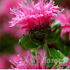 Монарда гибридная 'Cranberry Lace' (Monarda  'Cranberry Lace')