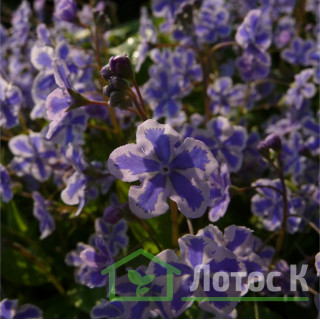 Пупочник каппадокійський 'Starry Eyes' (Omphalodes capp. 'Starry Eyes')
