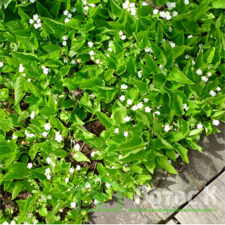 Пупочник весняний 'Alba' (Omphalodes verna 'Alba')