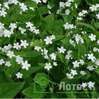 Пупочник весняний 'Alba' (Omphalodes verna 'Alba')