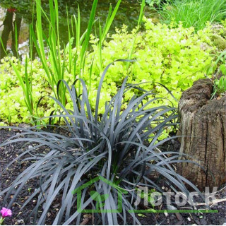 Офіопогон плоскострільний 'Niger' (Ophiopogon planiscapus 'Niger')