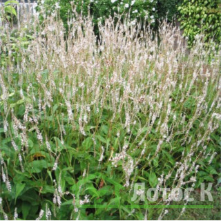Горец свечевидный 'Alba' (Persicaria ampl. 'Alba')