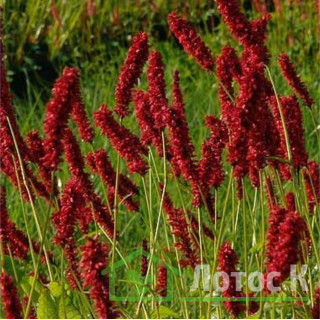 Горец свечевидный 'Fat Domino' (Persicaria ampl. 'Fat Domino') 