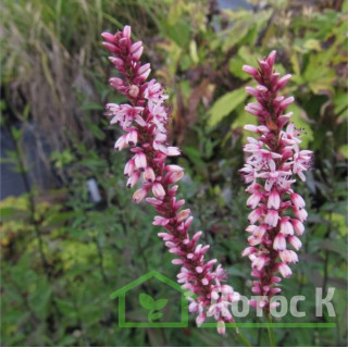 Горец стеблеобъемлющий 'Rosea' (Persicaria amplex. 'Rosea')
