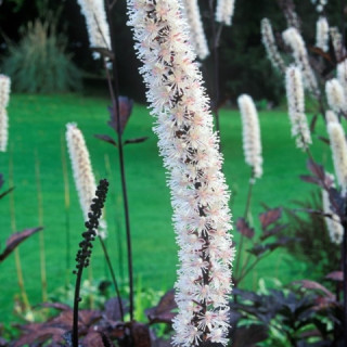 Клопогон ветвистый 'Atropurpurea' (Cimicifuga ramosa 'Atropurpurea')