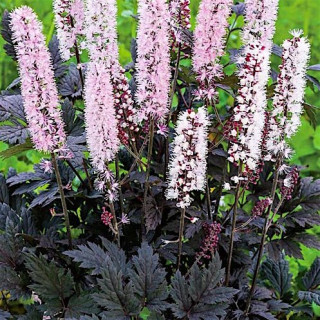 Клопогон 'Рink spike' (Cimicifuga ramosa 'Pink Spike')