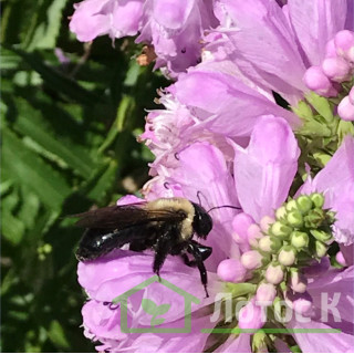 Физостегия виргинская 'Bouquet Rose' (Physostegia virg. 'Bouquet Rose')