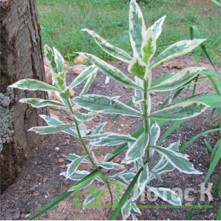 Физостегия виргинская вариегатная (Physostegia virg. 'Variegata')