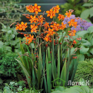 Крокосмия 'Emily Mckenzie' (Crocosmia 'Emily McKenzie')