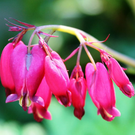 Дицентра 'Bacchanal' (Dicentra formosa 'Bacchanal')