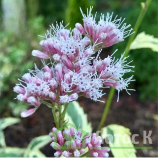 Посконник 'Pink Frost' (Eupatorium fortunei 'Pink Frost')