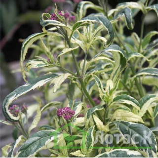 Посконник 'Pink Frost' (Eupatorium fortunei 'Pink Frost')