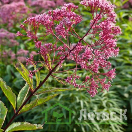 Посконник пятнистый 'Glutball' (Eupatorium mac. 'Glutball')