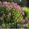 Посконник пятнистый 'Glutball' (Eupatorium mac. 'Glutball')