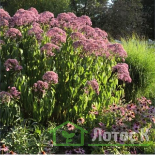 Посконник пятнистый 'Glutball' (Eupatorium mac. 'Glutball')