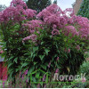 Посконник пятнистый 'Glutball' (Eupatorium mac. 'Glutball')