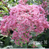 Посконник пятнистый 'Riesenschirm' (Eupatorium mac. 'Riesenschirm')