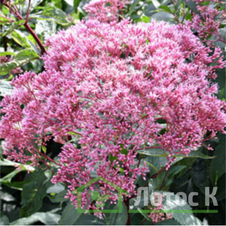 Посконник пятнистый 'Riesenschirm' (Eupatorium mac. 'Riesenschirm')