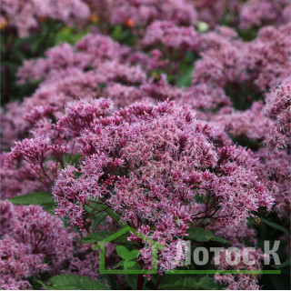 Посконник пятнистый 'Riesenschirm' (Eupatorium mac. 'Riesenschirm')
