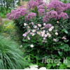 Посконник пятнистый 'Riesenschirm' (Eupatorium mac. 'Riesenschirm')