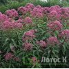 Посконник пятнистый 'Riesenschirm' (Eupatorium mac. 'Riesenschirm')