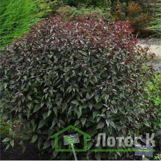 Посконник морщинистый 'Chocolate' (Eupatorium rugosum 'Chocolate')