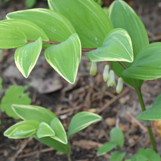 Купена серповидная  'Variegatum' (Polygonatum falcatum 'Variegatum')