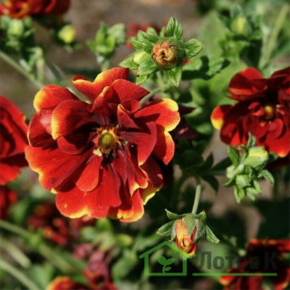Перстач гібридний 'Arc-en-Ciel' (Potentilla 'Arc-en-Ciel')