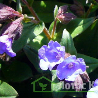 Медунка гібридна  'Blue Ensign' (Pulmonaria ang. 'Blue Ensign')