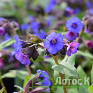 Медунка гібридна  'Blue Ensign' (Pulmonaria ang. 'Blue Ensign')