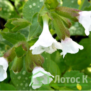 Медункаа лікарська 'Sissinghurst White' (Pulmonaria off 'Sissinghurst White')