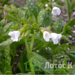 Медункаа лікарська 'Sissinghurst White' (Pulmonaria off 'Sissinghurst White')
