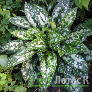 Медунка цукрова плямиста 'Mrs Moon' (Pulmonaria s. 'Mrs Moon')