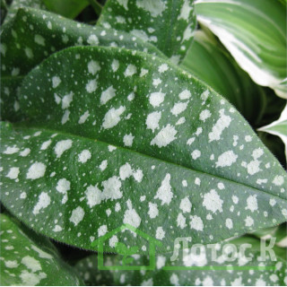 Медунка цукрова плямиста 'Mrs Moon' (Pulmonaria s. 'Mrs Moon')