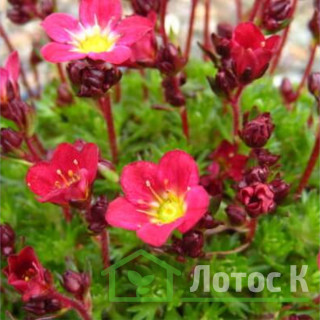 Камнеломка 'Purpurteppich' (Saxifraga 'Purpurteppich')