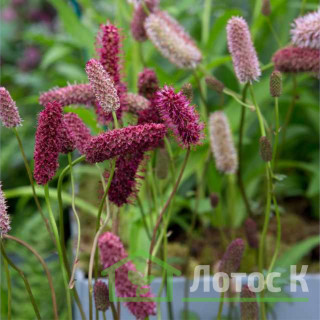 Кровохлёбка Мензиса (Sanguisorba menziesii)