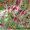 Кровохлёбка Мензиса (Sanguisorba menziesii)