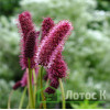 Кровохлёбка Мензиса (Sanguisorba menziesii)