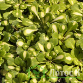 Камнеломка клинолистная вариегатная (Saxifraga cuneifolia Variegata)