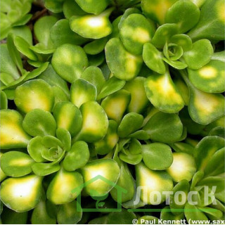 Камнеломка клинолистная вариегатная (Saxifraga cuneifolia Variegata)