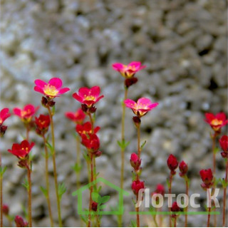 Камнеломка Арендса 'Blutenteppich' (Saxifraga arendsii 'Blutenteppich')