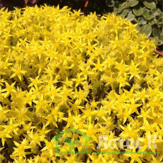 Седум/Очиток едкий 'Yellow Queen' (Sedum acre 'Yellow Queen')